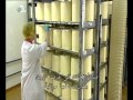 صناعة الجبنة العفنة