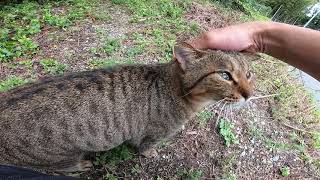 駐車場で見掛けた野良猫、最初は警戒していたがナデナデすると懐いてきた