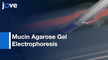 Western Blotting For High-Molecular-Weight Glycoproteins l Protocol Preview