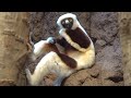 Lemuren Geister Sitfaki und Vari    Ghosts from Madagascar    Relaxing Music