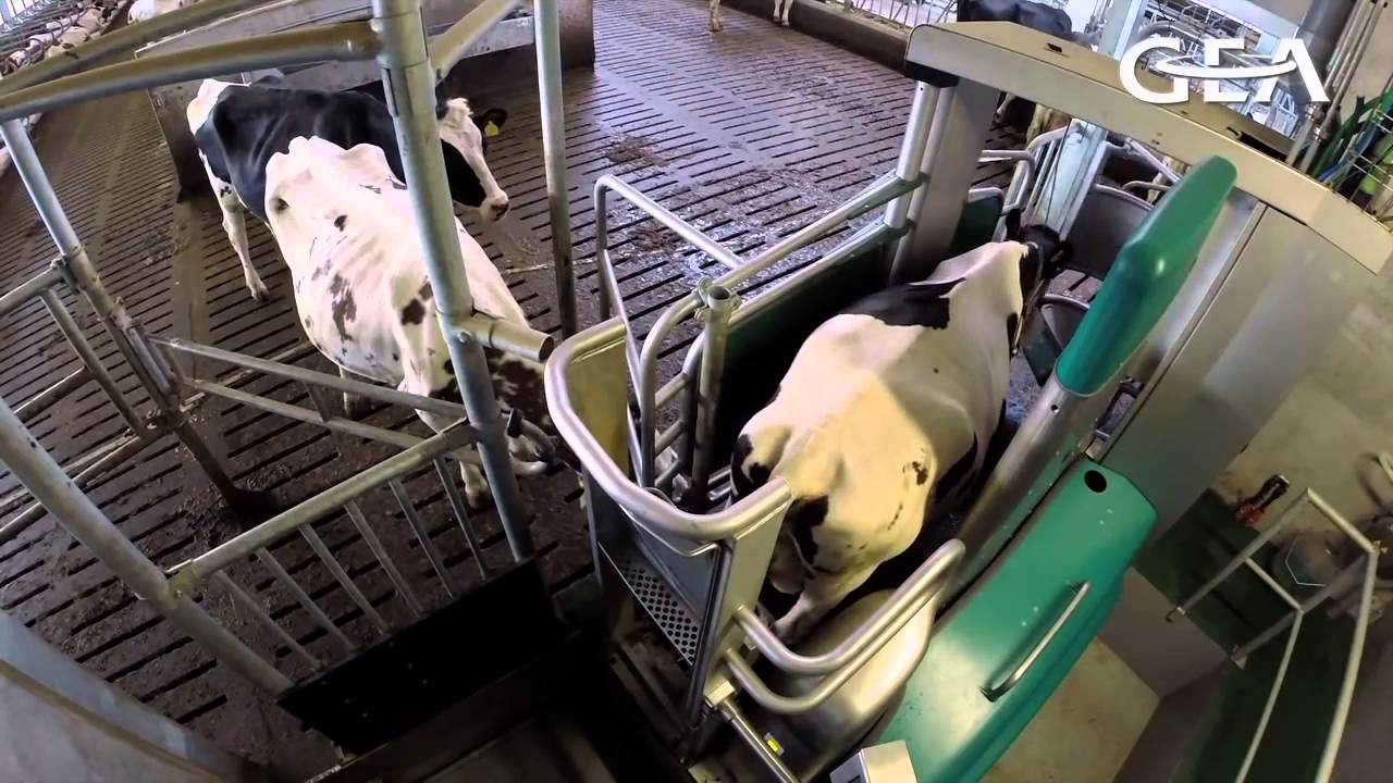 GEA Dairy Farming MonoBox melkrobot goede hygiëne routine MCN