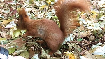 Red squirrel in the forest | Free videos for editing and download