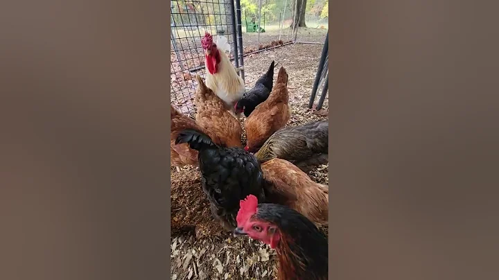 Breakfast time (Featuring much crowing)