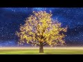 Meditation - Tree of Life