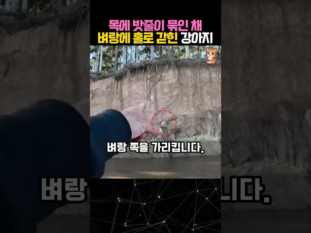 낚시하러 갔다가 벼랑에 갇힌 강아지를 구한 두 남자 #강아지 #동물구조 #dog