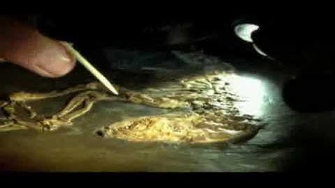 [Download] Revealing the Link - Ida - Missing Link of Evolution