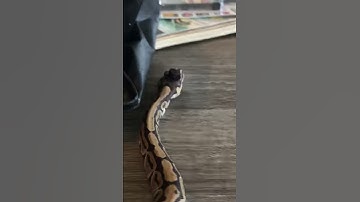 Snake with a hat