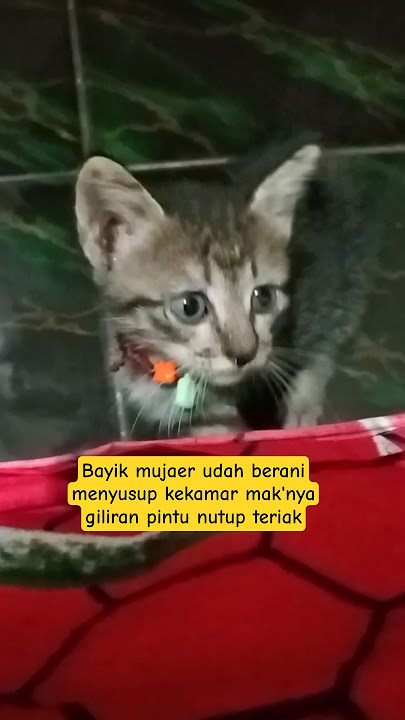 Bayik mujaer jadi penyusup#kitten#cute
