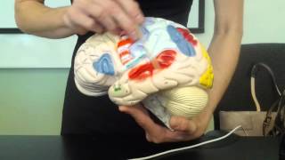 The Brain and Cranial Nerves Anatomy and Physiology