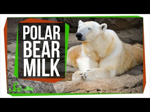 What Does Polar Bear Milk Taste Like? thumbnail