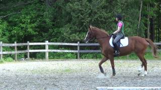 Bad Trot