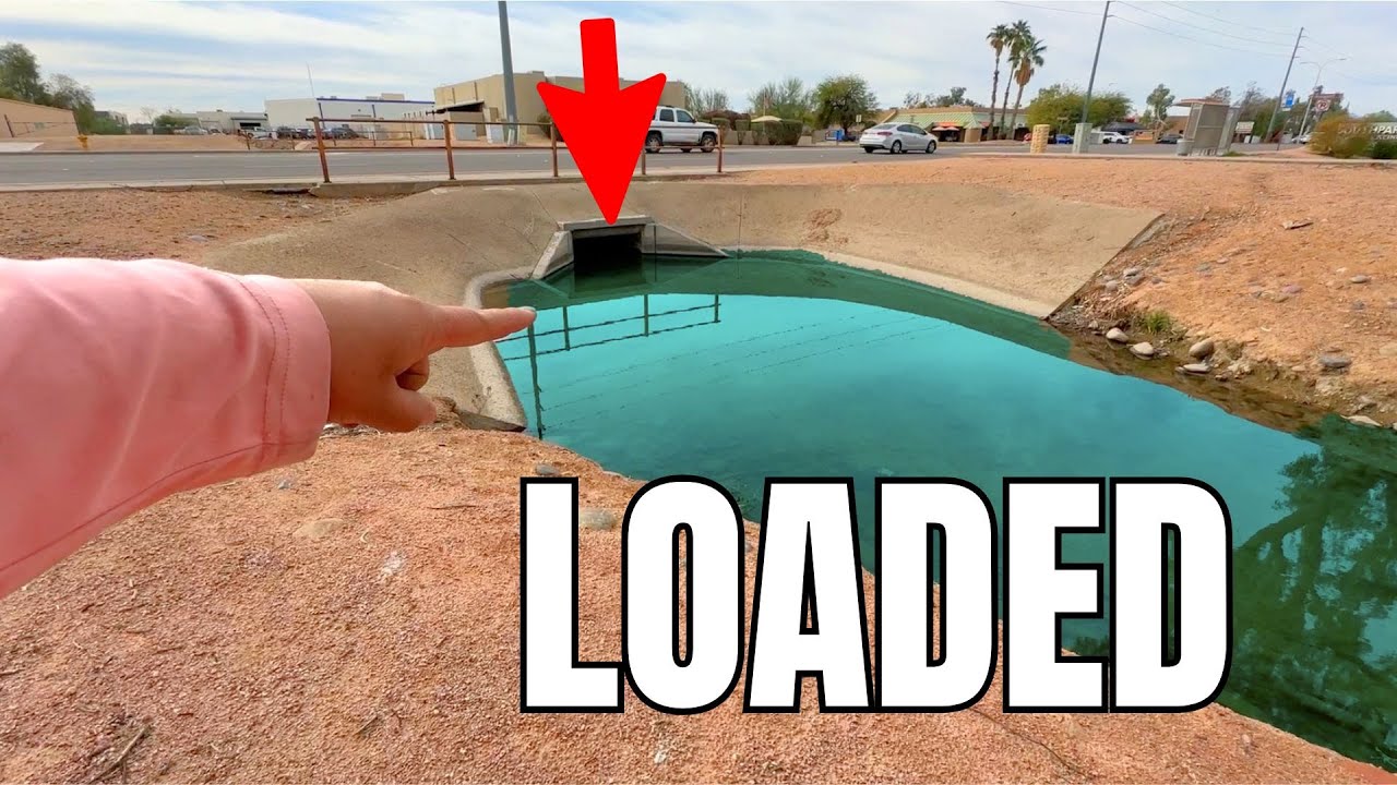 How Many Fish Live in This Tiny Ditch? (Insane) 