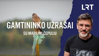 Gamtininko užrašai. Grakščioji lingė - plėšrus kirų ir žuvėdrų priešas