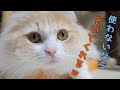 爪とぎダンボールの使い方をいつまでたっても理解しないねこ…ｗ【猫 動画】