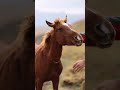 Horse Sound 🐴 | Neigh Neigh !