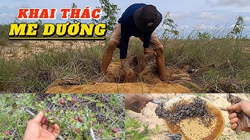 KHAI THÁC PHÔI ME DƯƠNG, TRẢI NGHIỆM HÁI TRÁI ME DƯƠNG, BẮT ONG RUỒI TRÊN SA MẠC CÁT - TN86VLOG
