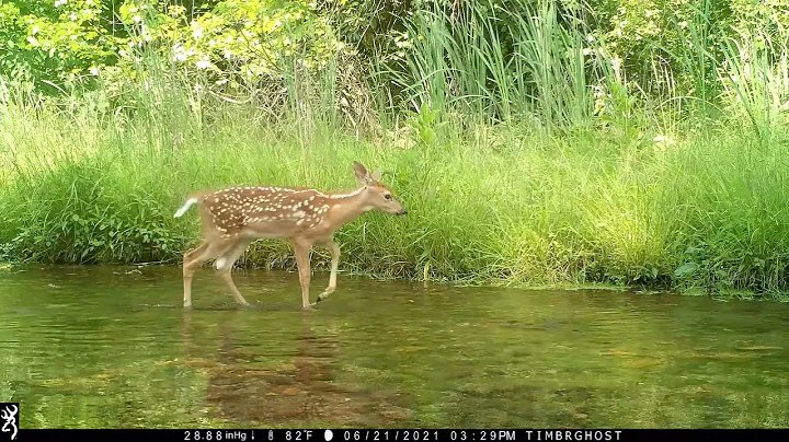 August 14, 2021 PA Trail Cam Footage Browning FHD ...