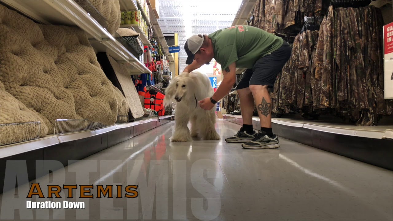 Artemis | Afghan Hound | E Collar Training | Off Leash Obedience | Best Dog Trainers In Louisiana