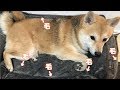 今年もこの季節がやってきてしまいました＼(^o^)／