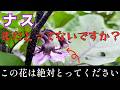 【ナス】その花を放置していませんか？成長させたかったらにとってください。