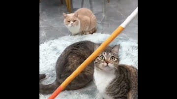 New Cat Chew Toy  Freshen Your Cat’s Mouth & Keep Them Busy!#catvideos  #cattoys  #catlovers #cute