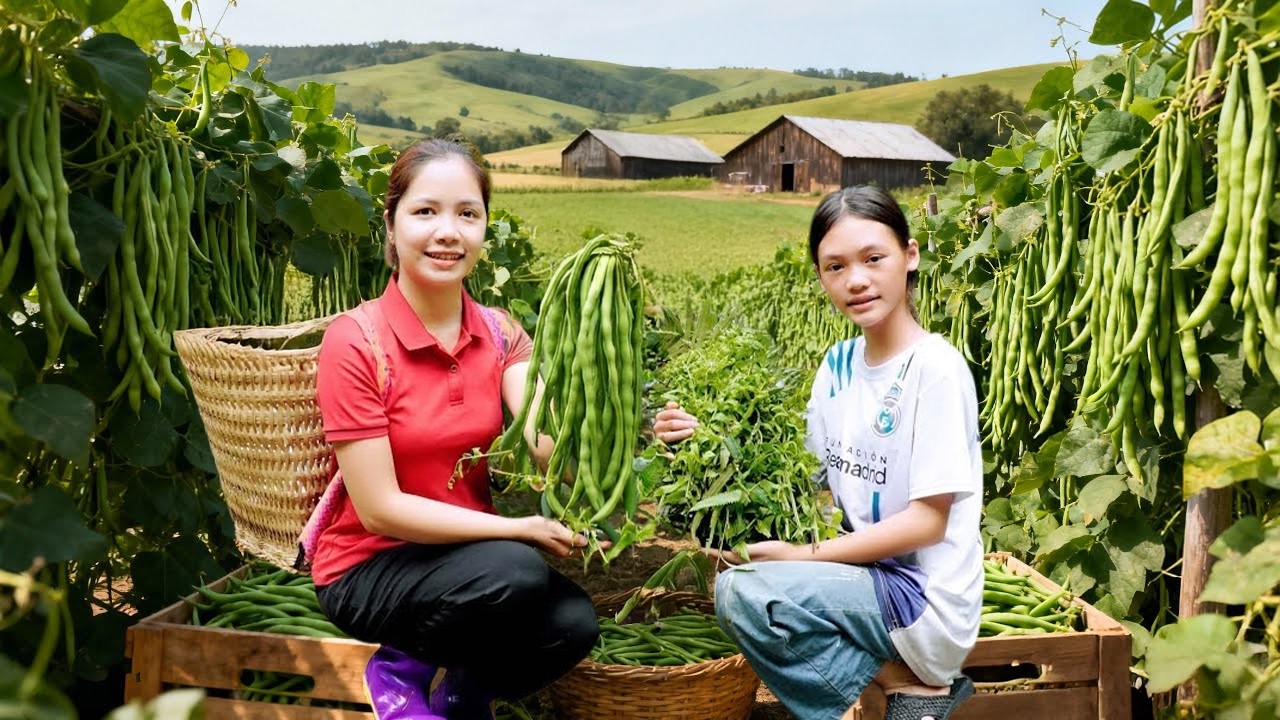 Harvesting Lots Of Fresh Long Green Beans with Daughter Goes To Market Sell, Bean Dish Recipe