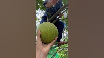 Ghé thăm vườn bưởi Tân Triều được tặng 2 trái bưởi