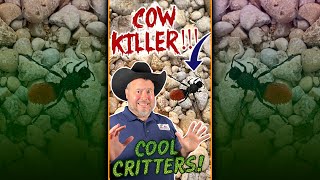 COOL CRITTERS! - The Cow Killer!!! - Red Velvet Ant - #Shorts