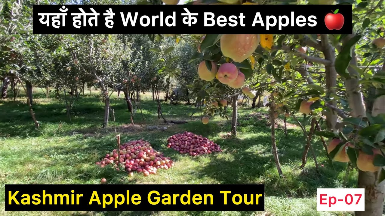 Kashmir - beautiful Apple Garden | Pahalgam | Apple orchard tour ...