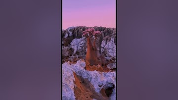 The most alien place on Earth! 🍄 | Socotra, Yemen 🇾🇪 | 🎥 by momentsfromyemen