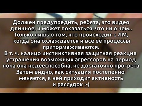 Летучая мышь после холода. Особенности их выбора температуры места сна.
