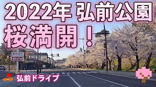 【青森県弘前市】弘前さくらまつりスタート！弘前公園外濠を往復ドライブ！桜満開の朝は天気がよくてまぶしすぎた！