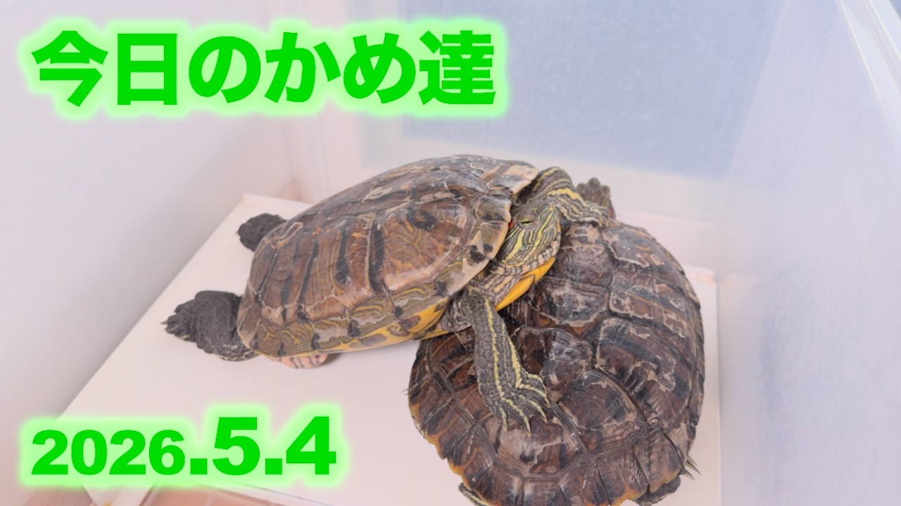 今日のかめ達 2026,5,4 - YouTube