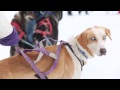 Sled Dogs: More Than Meets the Eye | National Geographic