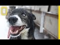 Sled dogs more than meets the eye  national geographic