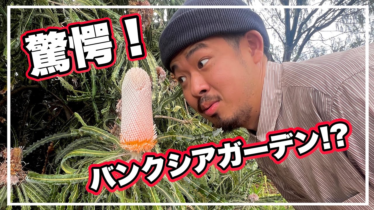 ※西オーストラリアのバンクシアしか生えてません！【オーストラリアの旅🇦🇺】