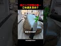 泥パック状態の車…これ洗えるの？