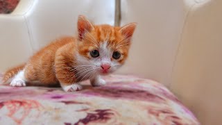 Poor Little Kitten And Her Mom Asked Me Help in The Storm  ( hungry kitten wants food ) lucky paws