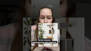 Почему кошкам нужны полочки и вертикальное пространство #ветеринар #зоопсихолог #животные