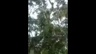 masih belum selsai....siamang njulok bulan(baron dan sardi)