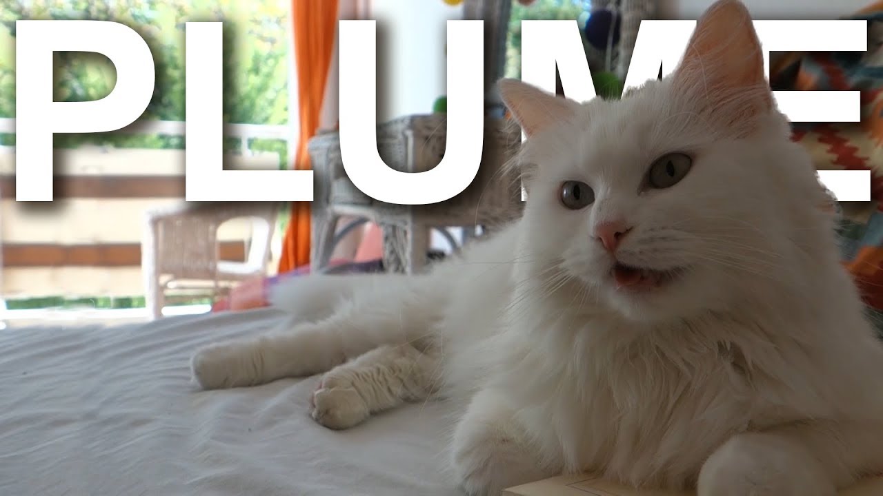 Plume L Angora Turc Parole De Chat Youtube