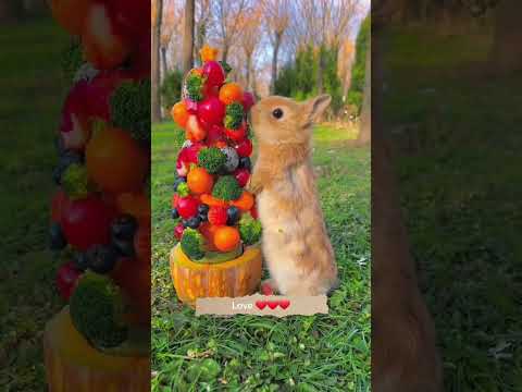 Cute straberry eating rabbit . A beautiful moment #1355 - #shorts