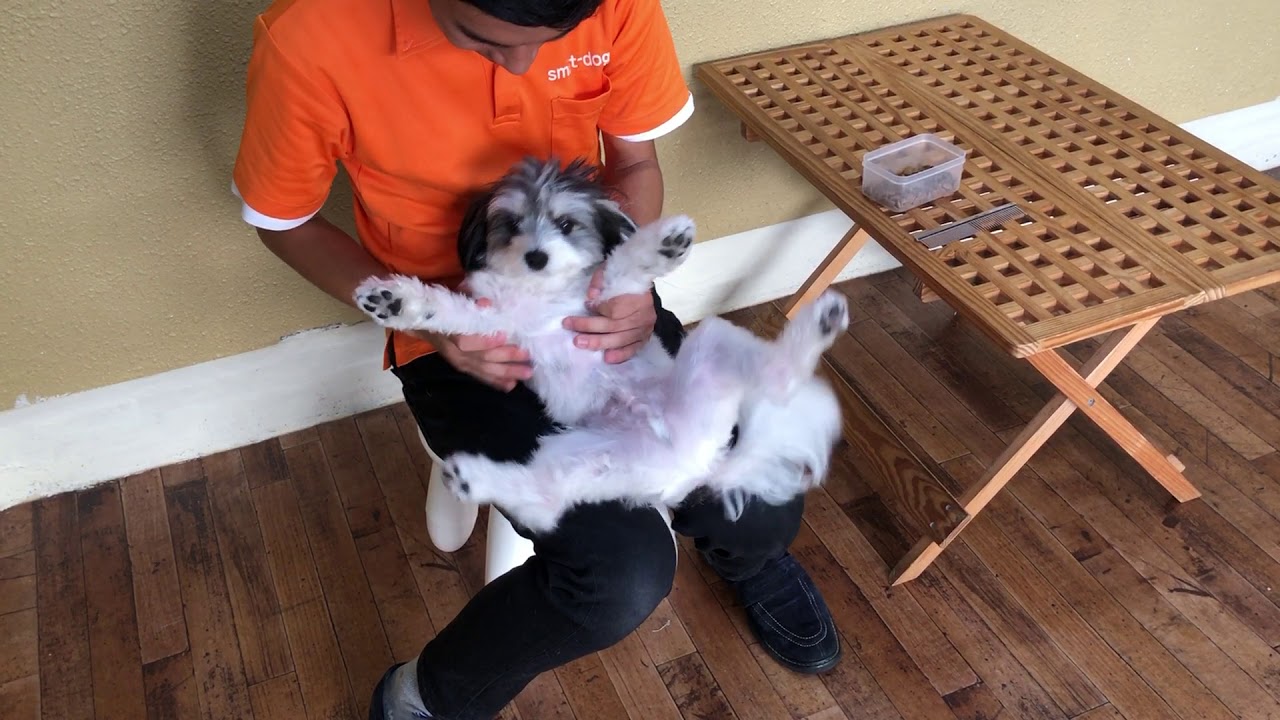 Mix犬の ダンくん と 仰向け抱っこ で ブラッシング に慣れる練習 Youtube