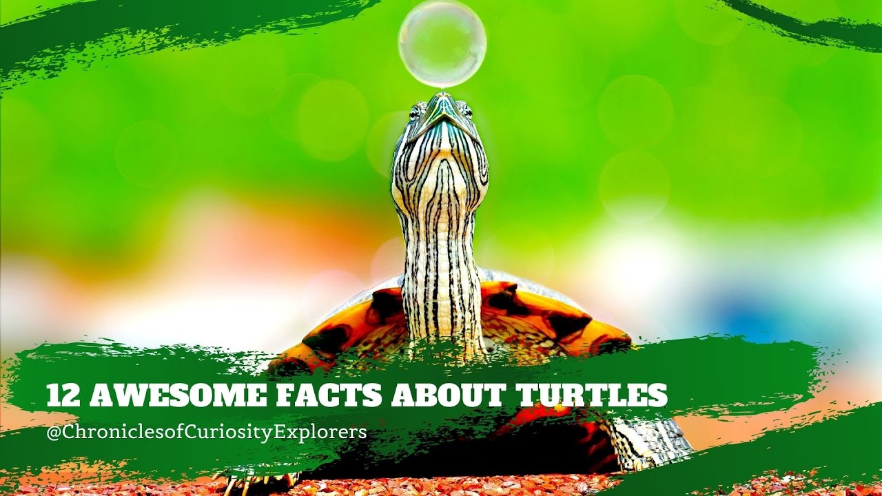 12 Awesome Facts About Turtles - YouTube