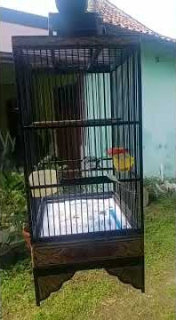 glatik wingko nembak bren ciblek #shorts
