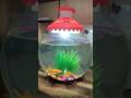 #fish bowl#golden fish #fishlover❤️#shorts #shortsvideo #youtubeshorts