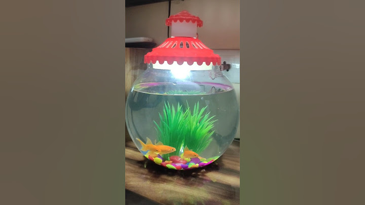 #fish bowl#golden fish #fishlover❤️#shorts #shortsvideo #youtubeshorts