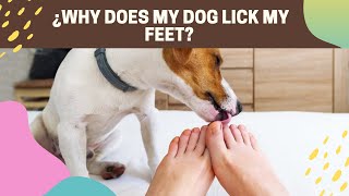 Lick My Feet