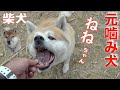 元噛む柴犬ねねちゃん 相手見て態度を変える（笑）