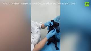 Puppy with an ‘extra paw’ born in Russia’s Zabaykalsky Krai